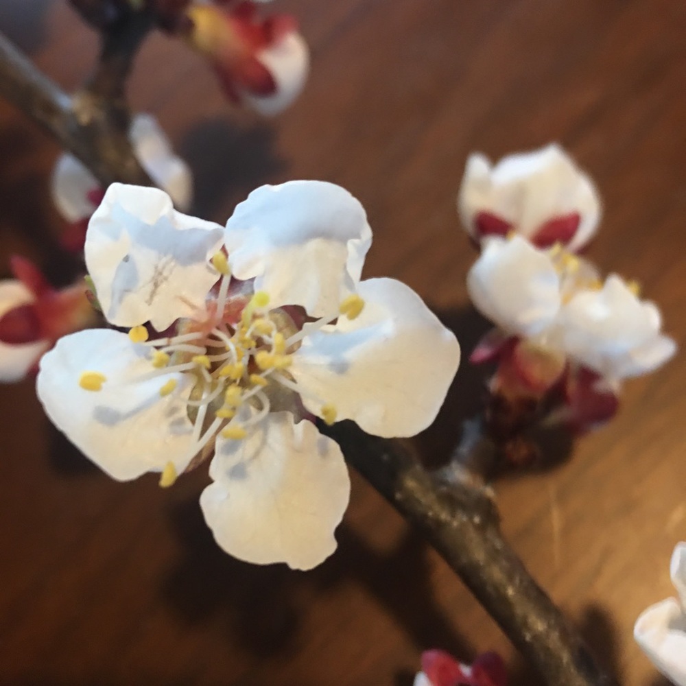 Meet your Posher, Olivia